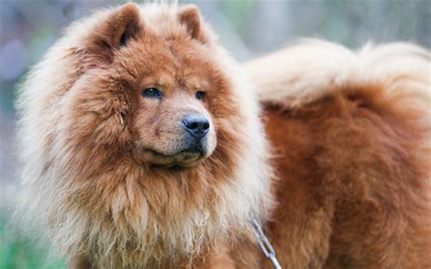 Download wallpapers Chow Chow, fluffy dog, puppy, pets, Chow-Chow, cute dog, dogs, Chow Chow Dog ...