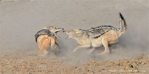 Zebra Fights Zebra In Wild Waterhole Battle - 500px