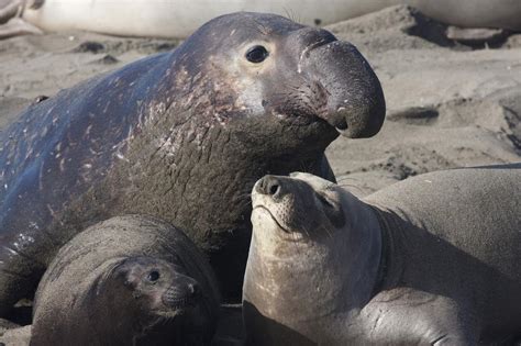 This Has To Be The Laziest Elephant Seal Of All Time - Awesome Ocean