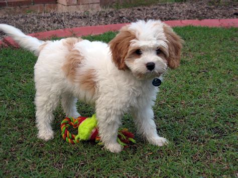 Cavoodle Cross Shih Tzu - Shih Tzu Dog