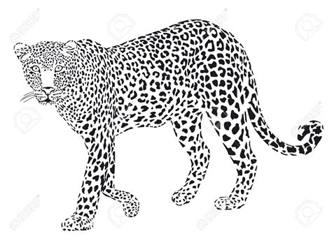 Leopard Black And White Drawing at PaintingValley.com | Explore collection of Leopard Black And ...