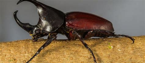 The Huge Rhinoceros Beetle | Critter Science