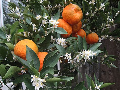 Orange tree with fruit and flowers | Sara's Fave Photo Blog