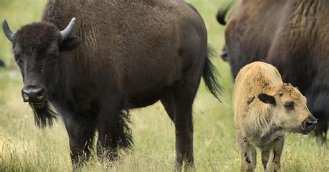 Saving wild buffalo: Startup herd destined for Minneopa