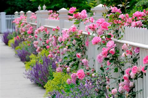 How to Train & Prune Climbing & Bush Roses