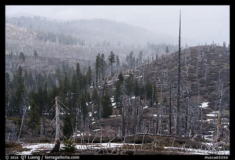 Picture/Photo: Burned forest in fog, Snow Mountain summit. Berryessa Snow Mountain National ...