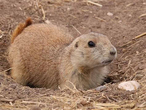 West Texas Wildlife – DFW Urban Wildlife