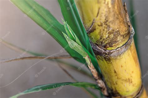 Premium Photo | Closeup of sugar cane plantation