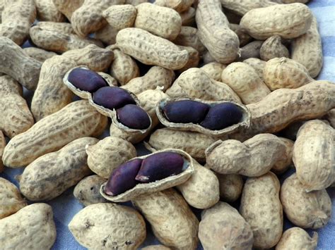 Carolina Black Peanut, 28 g : Southern Exposure Seed Exchange, Saving ...