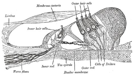 Difference Between Inner and Outer Hair Cells | Compare the Difference Between Similar Terms