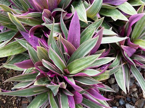 Tradescantia spathacea ‘Tricolor’ (Rhoeo spathacea ‘Tricolor’) - Everde ...