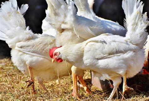 Top 50 Poultry Farming Tips, Ideas, and Techniques – Atilla Ayyıldız & Biz