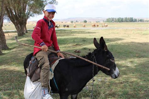 Can You Ride Donkeys? [Don't Forget These Riding Tips]