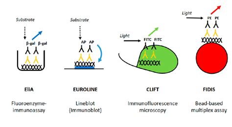 Principles of detection in the four anti-dsDNA assays evaluated in ...