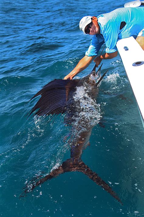 Ningaloo Sportfishing Charters | Billfish