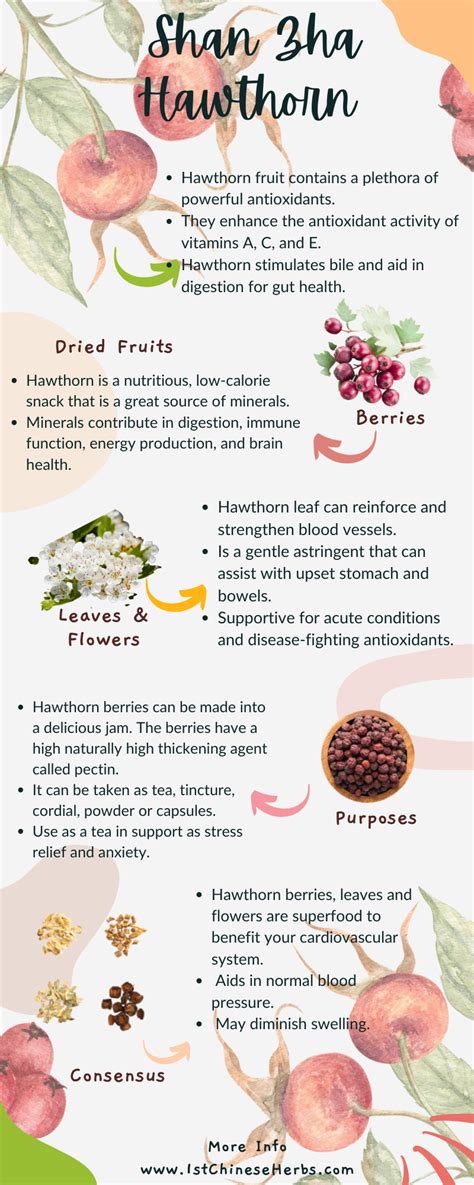 Hawthorn berry is a superfood for its potential benefits to the ...