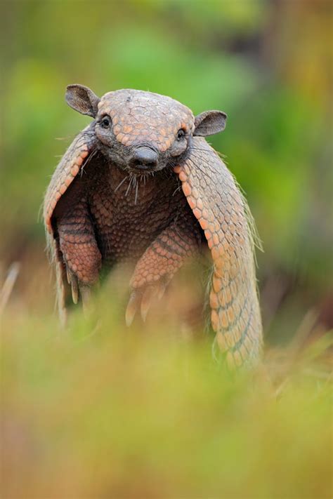 Armadillo Facts - Animal Facts Encyclopedia