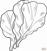 Lettuce Coloring Spinach Printable Leaves Getcolorings Template Pages  sketch template