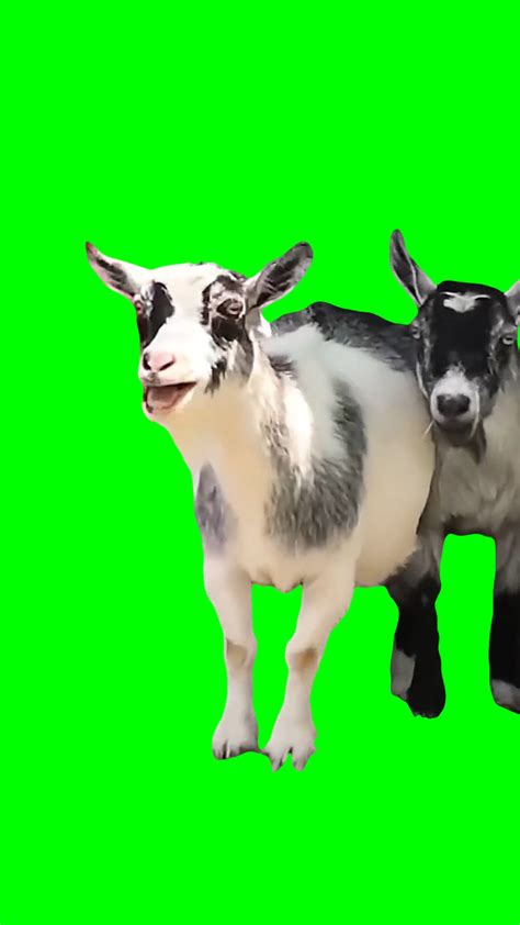 2 Goats Laughing meme (Green Screen) – CreatorSet