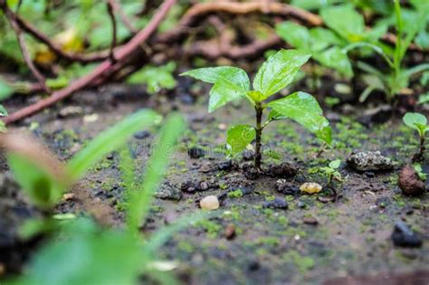 Sapling stock photo. Image of tree, shrub, sapling, growing - 74495618