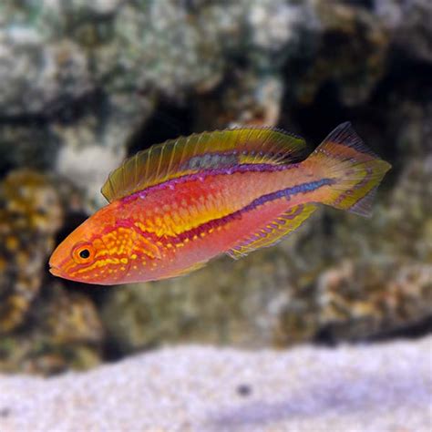 Splendid Pintail Fairy Wrasse: Saltwater Aquarium Fish