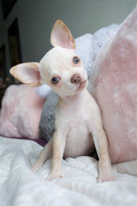 Pin on Lovely Chihuahuas