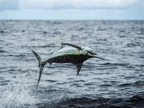 How to Identify Billfish Species | Marlin