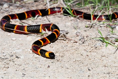 Coral Snake - Poison Center Tampa