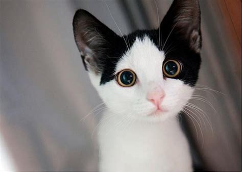 30 Most Adorable and Cutest Cat Photos Collection - Vote for The Cutest Cat