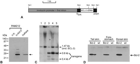 Transgene and transgene expression. A, Scheme of the transgene... | Download Scientific Diagram