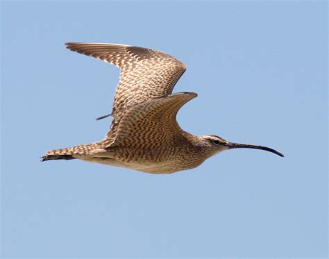 Whimbrel | San Diego Bird Spot