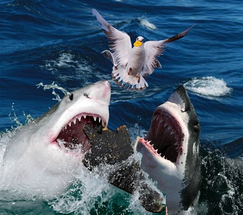 8 Ways Great White Sharks Mate in the Wild! - Journal of Astrological Big Data Ecology