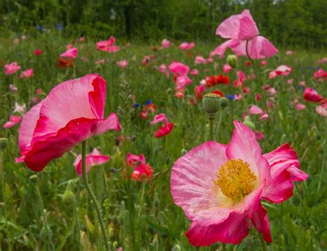 Blue Ridge Parkway (North Carolina) - Wildflowers Everywhere!