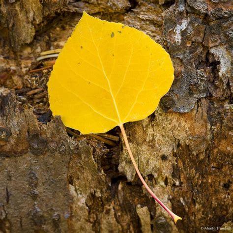 Golden Aspen Leaf on Bark | Aspen leaf, Aspen, Leaves