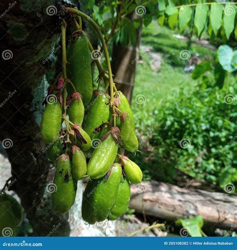 Called Belimbing Sayur in Indonesia, this is My Favorite Plant in My ...