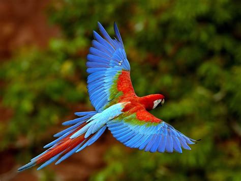 Red-and-green Macaw Image - ID: 272976 - Image Abyss