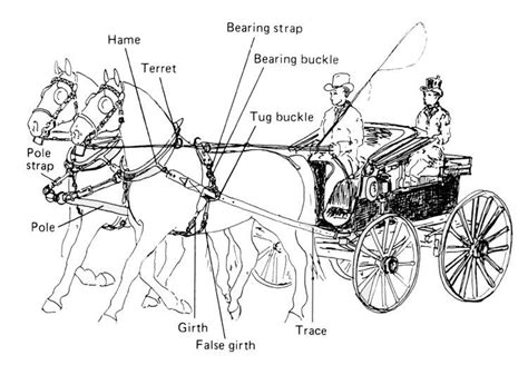 horse harness parts diagram | Horses, Horse harness, Horse drawn