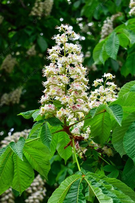 Premium Photo | White chestnut flowers on a background of tree leaves