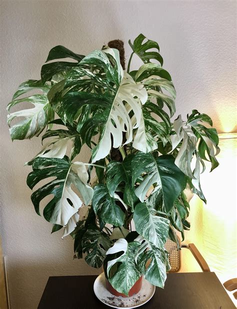 Monstera Variegata : r/Monstera