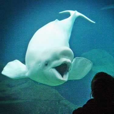 baby-whale-pics.jpg | Baby Animal Zoo