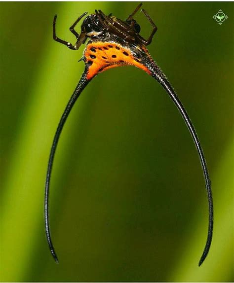 Photo by. @nick_kanakis _______________________ Spiny orb-weaver. Spiny orb-weavers is a common