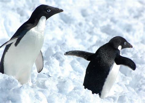 14 Facts about Adélie Penguins - Lifespan, Habitat, Diet & More | Facts.net