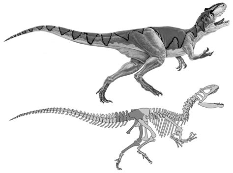 Skeleton of Saurophaganax (with bones known from Peterson quarry darker... | Download Scientific ...