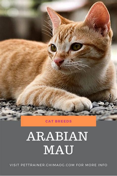 Arabian Mau - Cat Breeds | Cat breeds, Cats, Domestic cat breeds