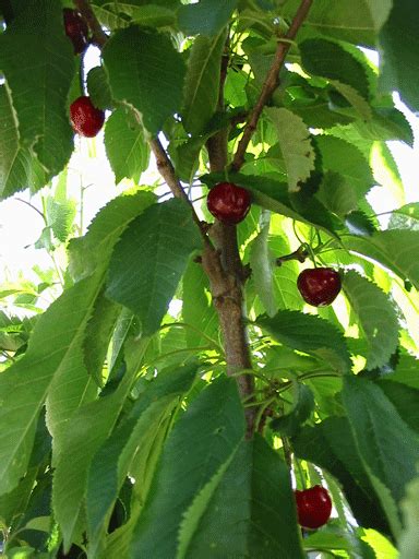 Nursery Plants: The kind of Bing Cherry Tree