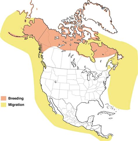 Birds of Chignik Lake: Arctic Tern – World’s Migration Champion… and Vomerine Serrations ...