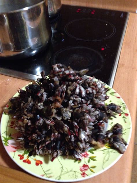 Percebes