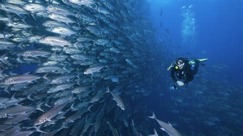 Parque Nacional Isla del Coco | | Attractions - Lonely Planet