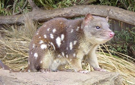 Quoll Pictures - AZ Animals