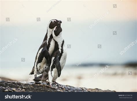 Kissing Penguins African Penguins During Mating Stock Photo 527296738 ...